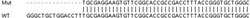 Abcam&nbsp;Human DNAJC9 knockout HEK-293T cell lysate.