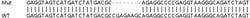 Abcam Human DAZAP1 knockout HEK-293T cell lysate.