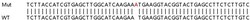 Abcam Human COPS7B (CSN7b) knockout HEK-293T cell lysate.