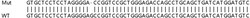 Abcam Human CECR5 knockout HEK-293T cell lysate.