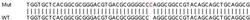 Abcam Human CBR1 knockout A549 cell lysate.