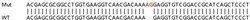 Abcam Human BCR knockout HEK-293T cell lysate.