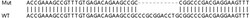 Abcam&nbsp;Human BAZ1A (ACF1) knockout HeLa cell lysate.