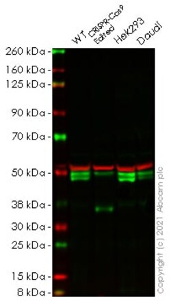 Abcam Human AZI2 knockout HeLa cell lysate.