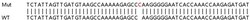 Abcam Human ATG4C knockout HEK-293T cell lysate.