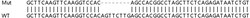 Abcam&nbsp;Human ARFIP1 (Arfaptin-1) knockout HEK-293T cell lysate.