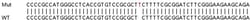 Abcam&nbsp;Human ARF5 knockout HEK-293T cell lysate.