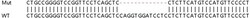 Abcam Human ANP32B (PHAPI2/APRIL) knockout HEK-293T cell lysate.
