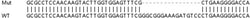 Abcam Human ADRM1 (ARM-1) knockout HEK-293T cell lysate.