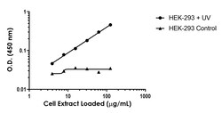 Abcam Human JNK1 + JNK3 (phospho T183 + Y185) Antibody Pair - BSA and Azide free, 10 x 96 Tests