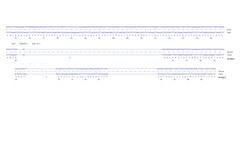 Abcam&nbsp;Human SCG2 knockout U-87 MG cell line