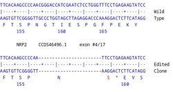 Abcam Human NRP2 knockout U-87 MG cell line