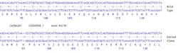 Abcam Human CACNA2D1 knockout U-87 MG cell line