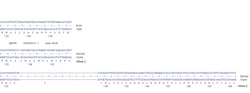 Abcam Human SQSTM1 knockout U-87 MG cell line