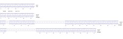 Abcam Human RAB39B knockout U-87 MG cell line
