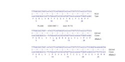 Abcam Human PLA2G6 knockout U-87 MG cell line