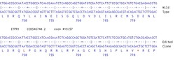 Abcam Human ITPR1 knockout U-87 MG cell line