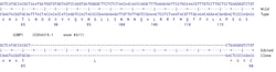Abcam Human G3BP1 knockout U-87 MG cell line