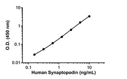 Abcam Human Synaptopodin Antibody Pair - BSA and Azide free, 10 x 96 Tests