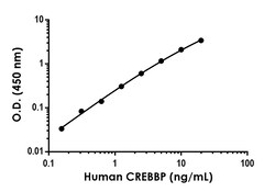 Abcam Human CREBBP Antibody Pair - BSA and Azide free, 10 x 96 Tests