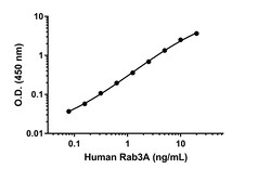 Abcam Human Rab3A Antibody Pair - BSA and Azide free, 10 x 96 Tests