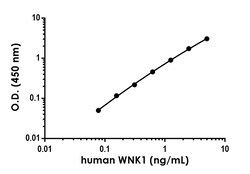 Abcam Human/Mouse WNK1 Antibody Pair - BSA and Azide free, 10 x 96 Tests