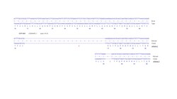 Abcam Human SERPINB9 knockout K562  cell line