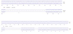 Abcam Human IRF5 knockout A549  cell line