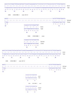 Abcam Human CD46 knockout A549  cell line