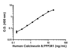 Abcam&nbsp;Calcineurin B/PPP3R1 Antibody Pair - BSA and Azide free, 10 x 96 Tests