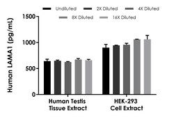 Abcam Human LAMA1 ELISA Kit, 1 x 96 Tests
