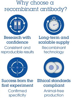 Abcam&nbsp;Anti-RNF20 antibody [RM1054].