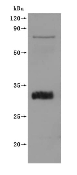 Abcam Recombinant Macaca fascicularis Claudin18.2  protein - Active