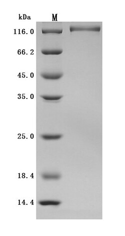 Abcam Recombinant Macaca fascicularis ENPP3/B10 protein - Active