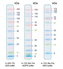 Abcam&nbsp;Prestained Protein Ladder - E x tra broad molecular weight (3 - 260 kDa), 500UL