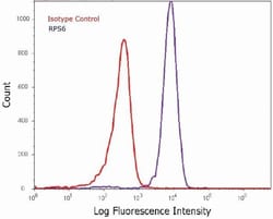 Abcam&nbsp;Anti-RPS6 antibody [RP23040083].