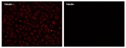 Abcam x FD750 Conjugation Kit, 100UG