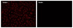 Abcam x FD750 Conjugation Kit (BSA compatible), 100UG