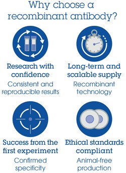 Abcam&nbsp;PerCP Rabbit IgG, monoclonal [EPR25A] - Isotype Control.