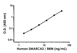 Abcam&nbsp;SMARCA2 / BRM Antibody Pair - BSA and Azide free, 10 x 96 Tests