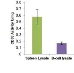 Abcam CD38 Activity Assay Kit (Fluorometric).
