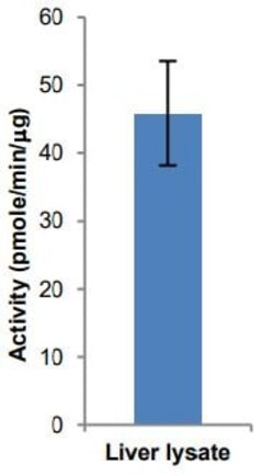 Abcam&nbsp;Acyl-CoA Synthetase Assay Kit (Fluorometric).