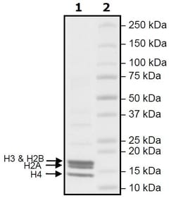 Abcam Human Nucleosome protein