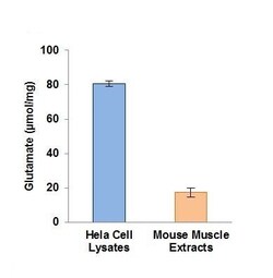 Abcam Glutamate Assay Kit (Fluorometric).
