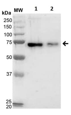 Abcam&nbsp;Hexanoyl-Lysine BSA Conjugate, 50UG