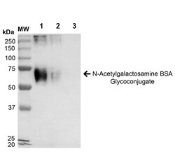 Abcam&nbsp;N-Acetylgalactosamine BSA Glycoconjugate, 50UG