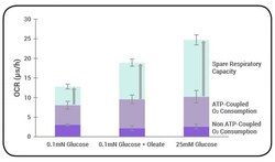 Abcam Mitochondrial Stress Test Companion Assay.