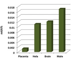 Abcam m6A DNA Methylation Assay Kit (Colorimetric)., Quantity: Each of