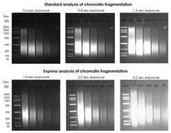 Abcam Chromatin Extraction Kit - Flexible Format.