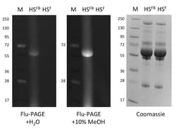 Abcam Glycated Protein Assay Kit.